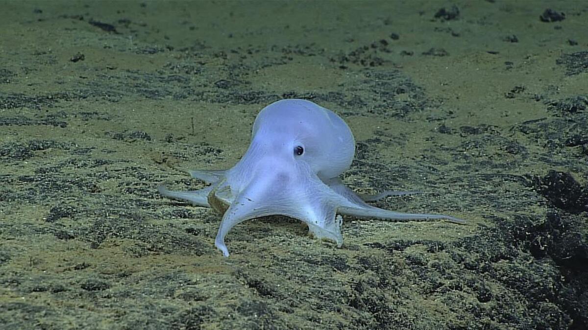 This image provided by courtesy of NOAA Office of Ocean Exploration and Research, Hohonu Moana 2016, shows a possible new species of octopus. Scientists say they have discovered what might be a new species of octopus while searching the Pacific Ocean floor near the Hawaiian Islands.