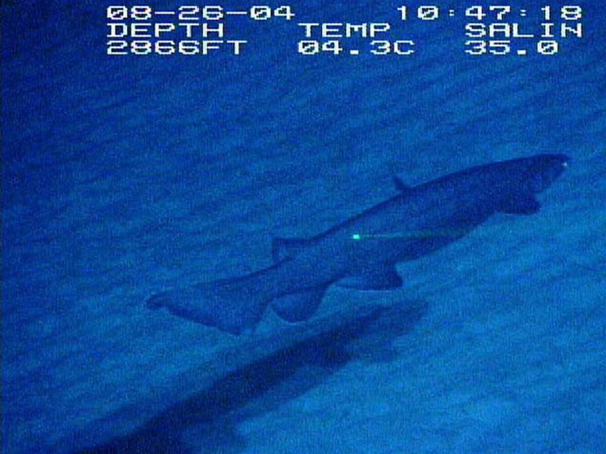 Still from footage of a frilled shark in its natural habitat.