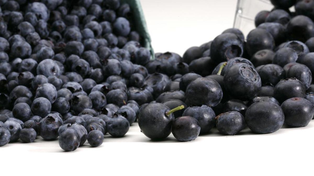 The plump farm-raised blueberries known as “high bush” blueberries and their diminutive cousins, the tiny wild blueberries that grow in the barrens of Maine and Eastern Canada and other areas, are all loaded with nutrients.
