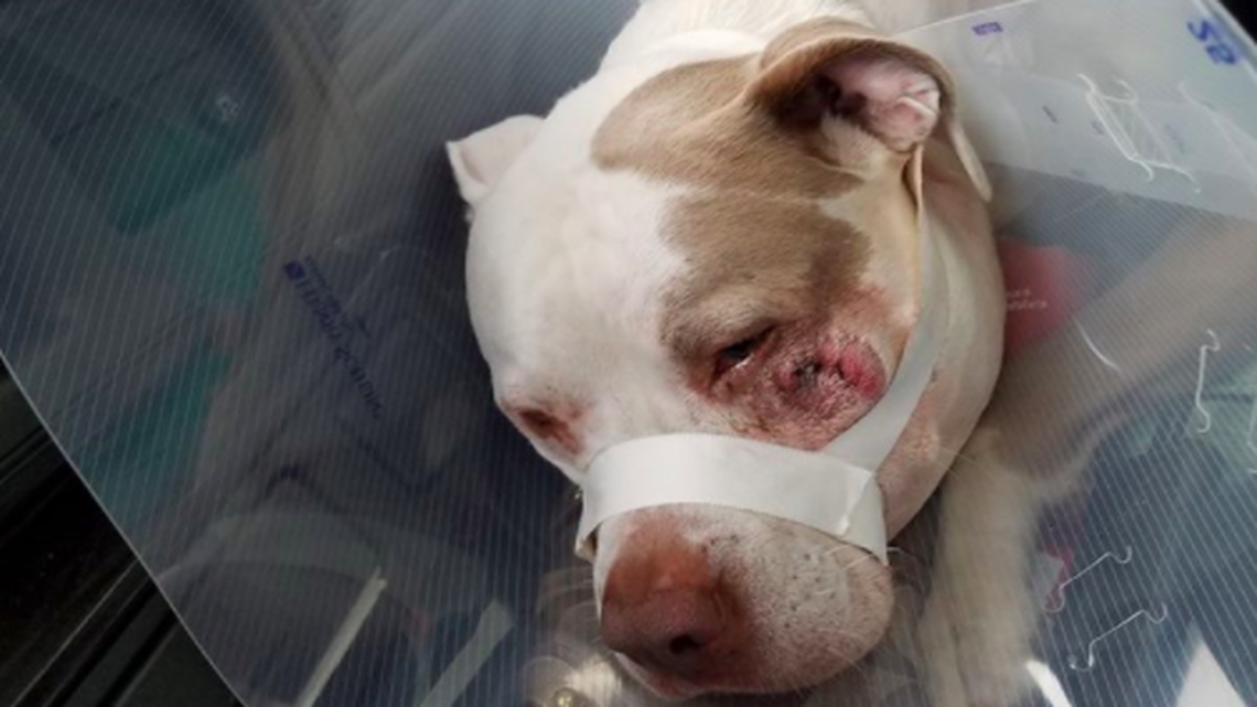Ciroc, the first dog to be shot by a Minneapolis police officer, according to video surveillance