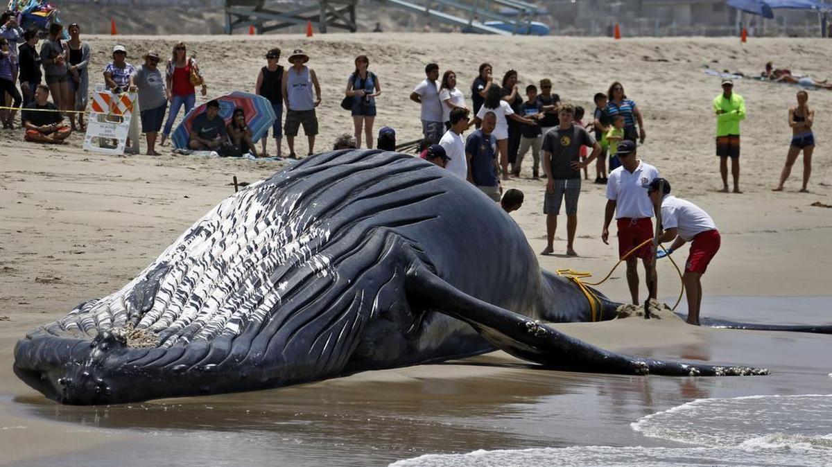 Lifeguards tie a dead humpback whale’s tail after it washed ashore at Dockweiler Beach along the Los Angeles coastline on Friday, July 1, 2016.
