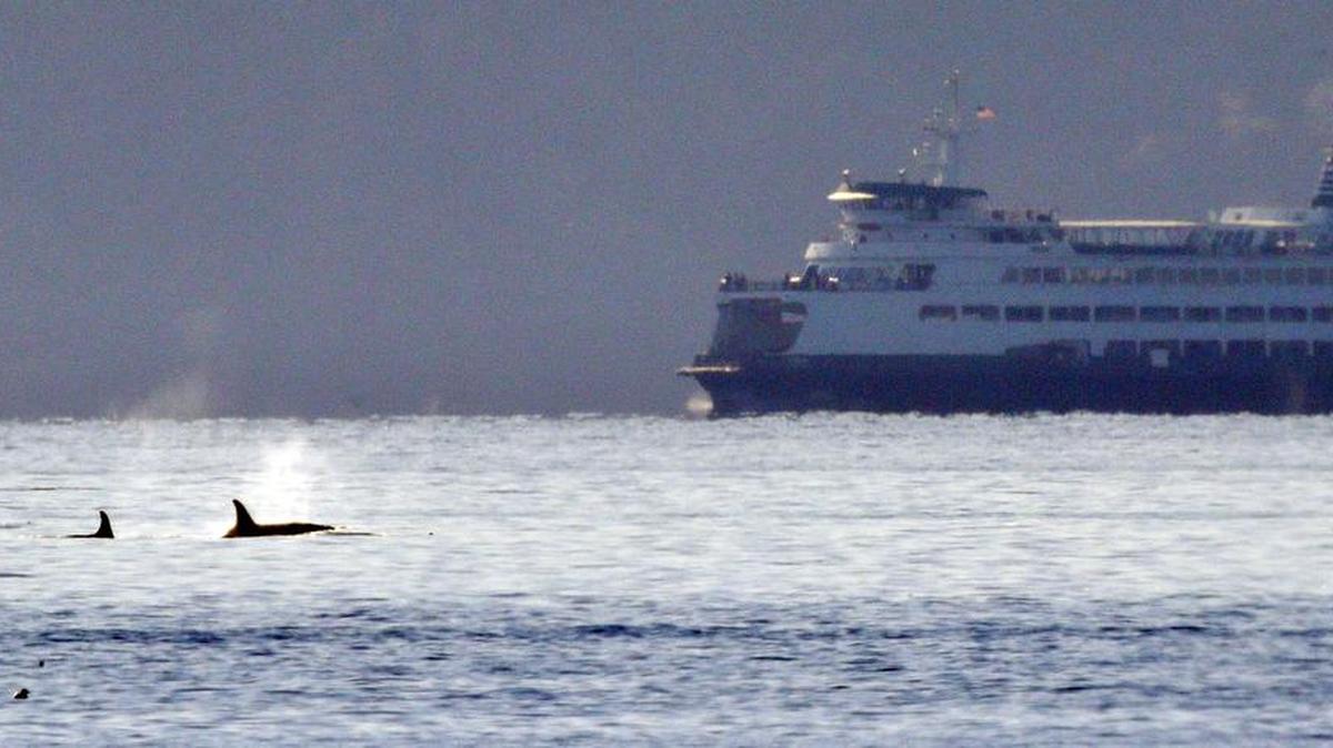 A pair of orca whales swim in view of a state ferry crossing from Bainbridge Island toward Seattle in the Puget Sound in 2013. A new University of Washington study of underwater noise finds that killer whales are bothered more by a fast boat than a large one or by a number of them in close proximity.