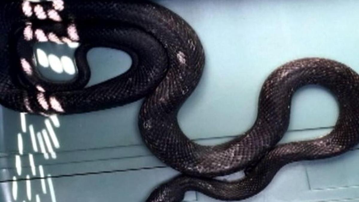 This rat snake fell on an Arkansas woman's feet as she was driving.
