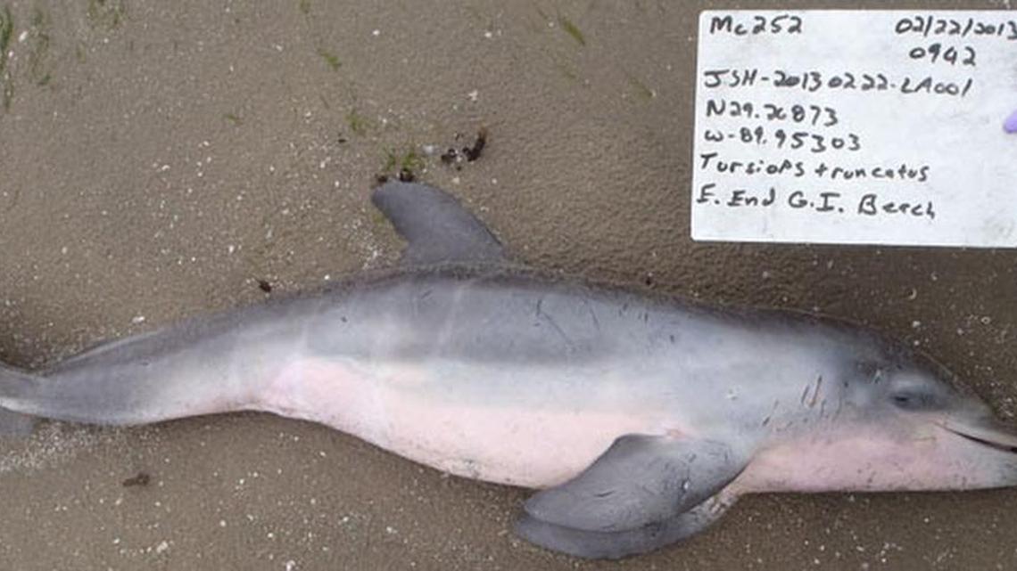 National Oceanic and Atmospheric Administration researchers say a spike in baby dolphin deaths in the Gulf of Mexico in 2011 was caused by the BP oil spill.