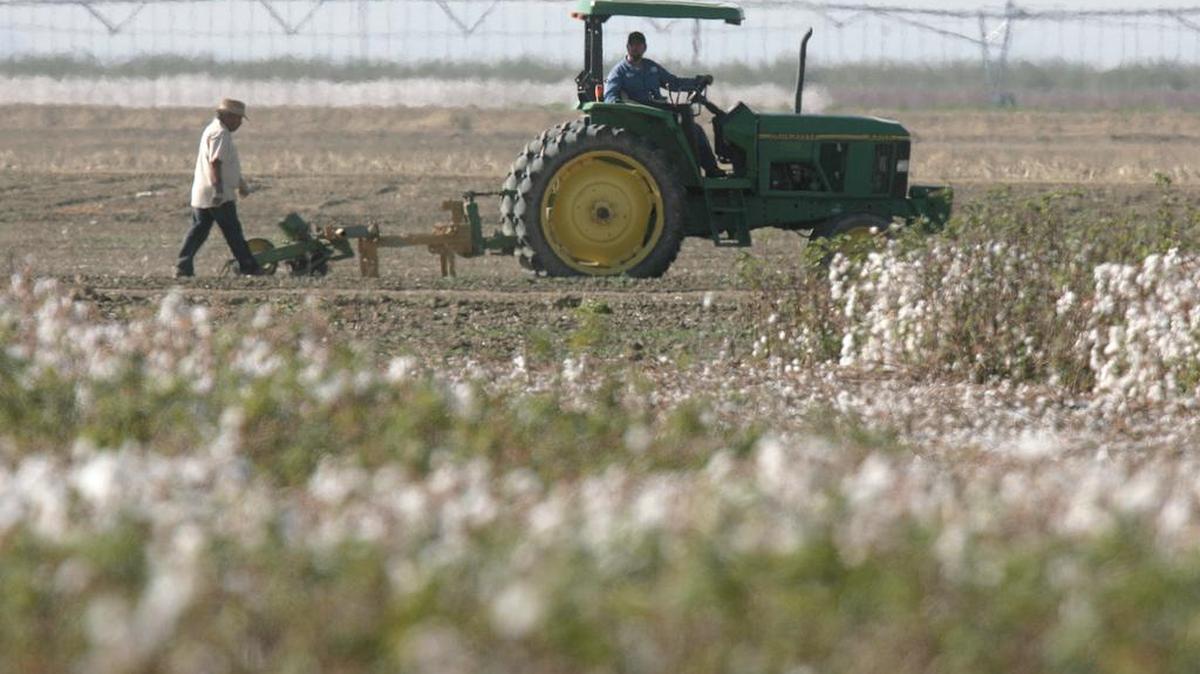 
Work goes on next to a cotton field in the Westlands Water District, near Five Points, Calif., in this file photo.
