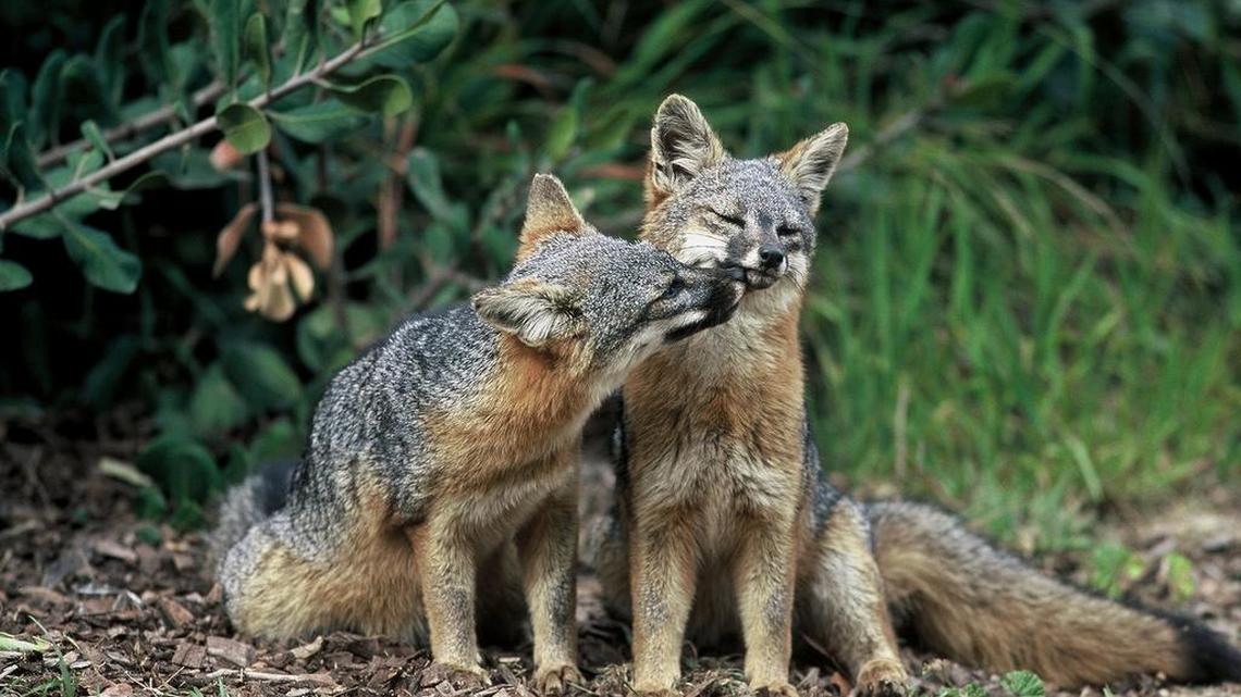 A pair of island foxes, which have made a quick comeback from the brink of extinction.
