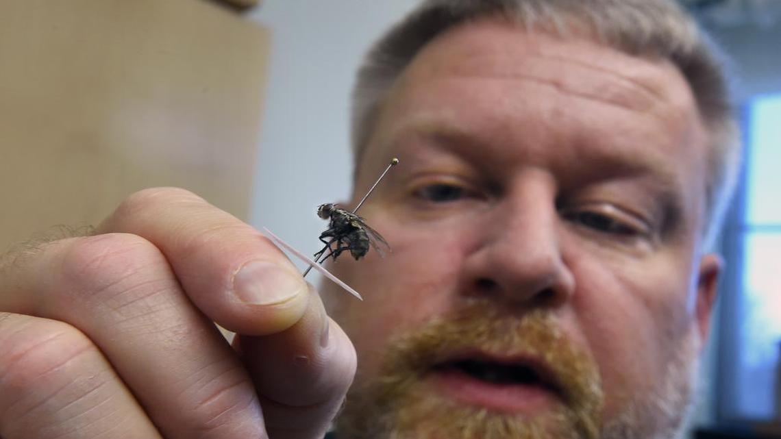 Loyola University biology department chair David Rivers and his students are researching how to help law enforcement identify real blood stains from fly contaminants at crime scenes. Rivers shows a fly sample he raised for his research, on December 27, 2016, in Baltimore.