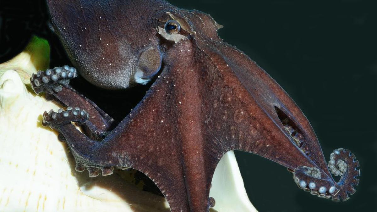 A 36-year-old man has been arrested on suspicion of child abuse after doctors found a small octopus stuck in the throat of his girlfriend’s young son. This photo shows a much larger octopus.