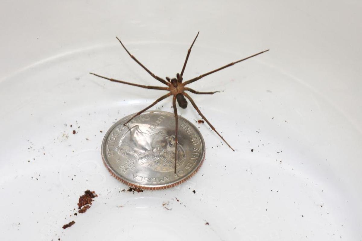 A brown recluse spider.