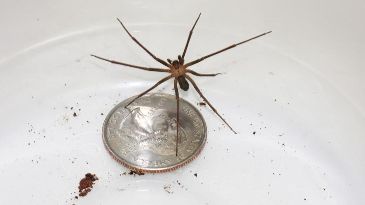 A brown recluse spider.