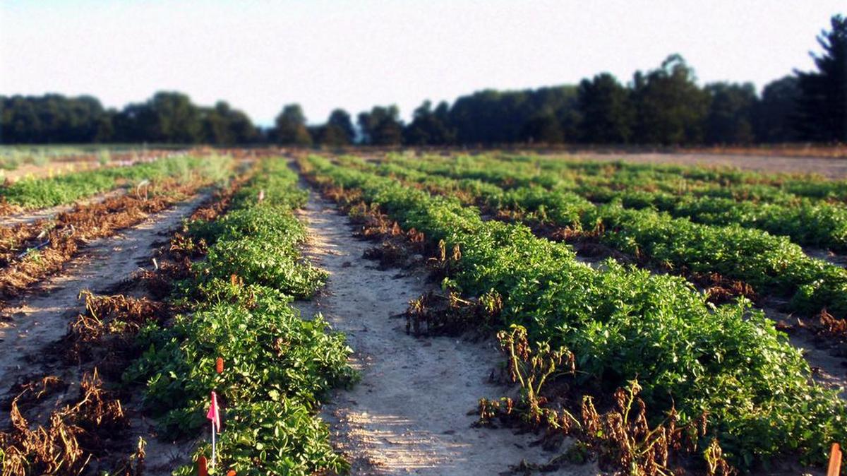 A demonstration field of a new potato, genetically engineered to resist the pathogen that caused the Irish potato famine, grows at Michigan State University in East Lansing, Mich., in 2013.
