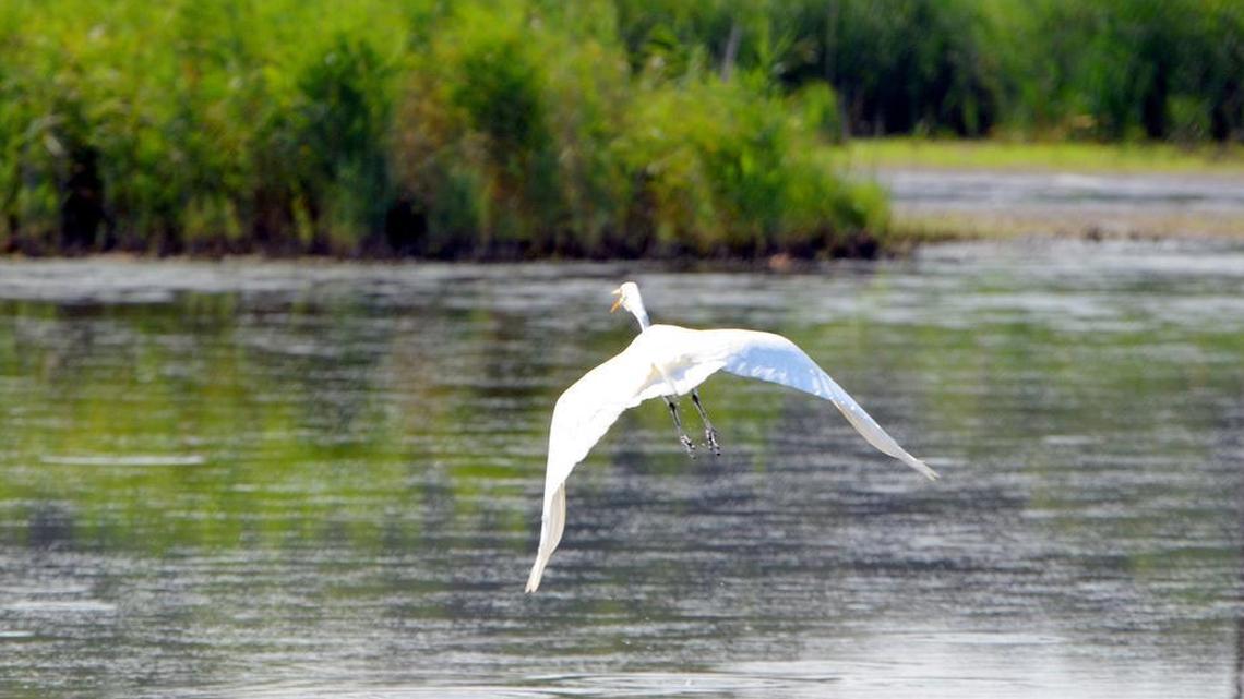 
A great egret takes off from a pond near the Delaware waterway known as Taylors Gut on July 22, 2014. The pond is southeast of a complex of wetland formations called Delmarva bays that are part of a federal proposal to update the Clean Water Act. 
