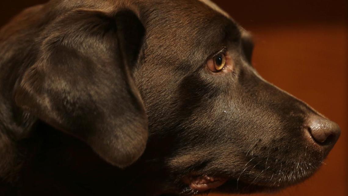 According to the American Kennel Club, Labrador retrievers have extended their record run as America’s most popular dog breed for 2016.