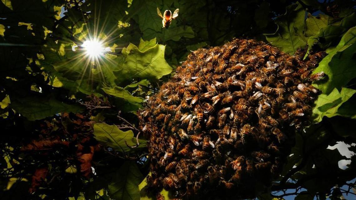A bee flies back to a swarm in an oak tree in Salina, Kan., in this file photo. In Iowa, a honey farm owner says the killing of a half million bees last month was a “senseless” act.