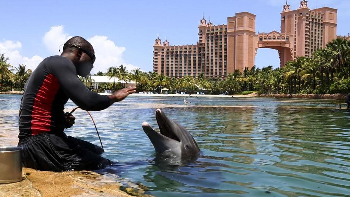 A trainer works with one of the Marine Life dolphins at the Dolphin Cay attraction at Atlantis Paradise Island in the Bahamas on July 2, 2015.