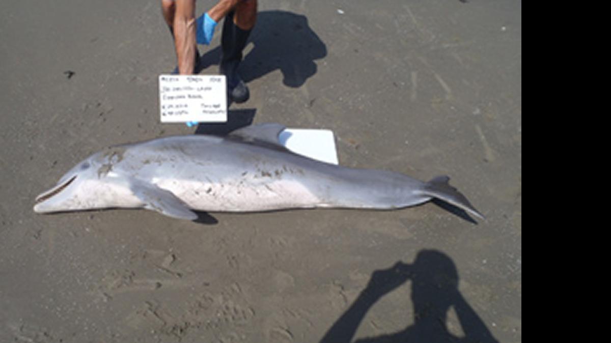 
This dead dolphin was found near Port Fourchon, Louisiana’s southern most port, in July 2012.
