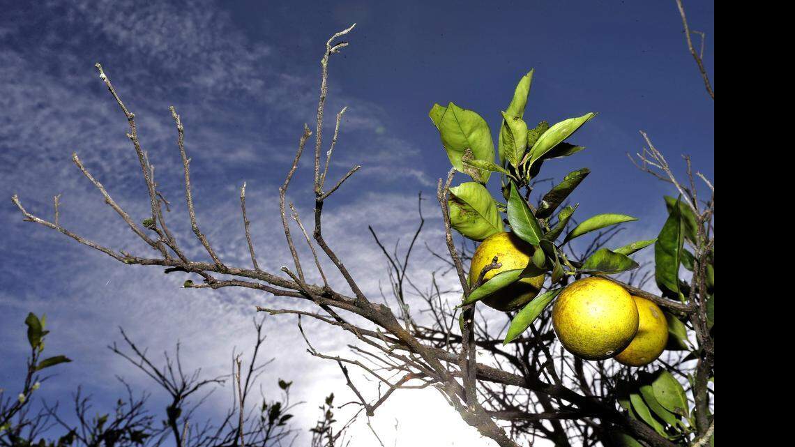 
One expert says that with changes, U.S. food and agricultural exports to Cuba have the potential to exceed $1.2 billion annually within five years.


