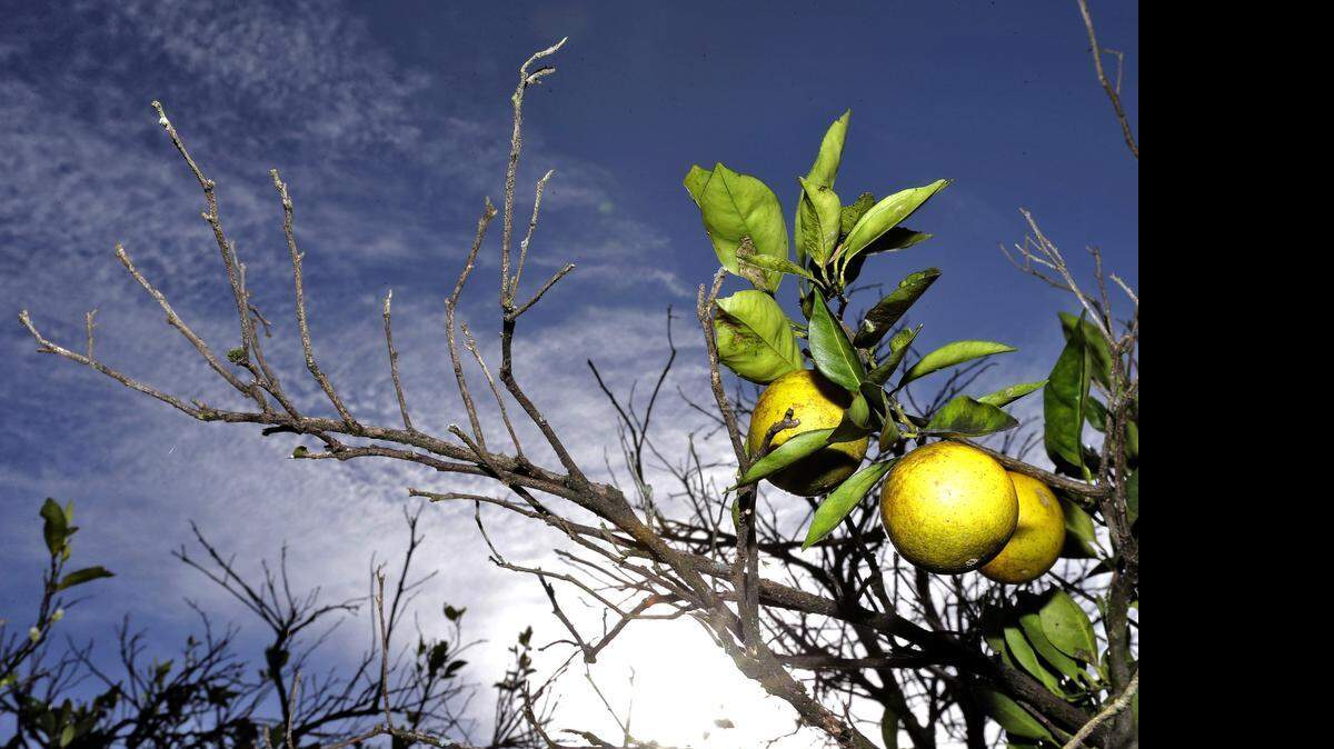 
One expert says that with changes, U.S. food and agricultural exports to Cuba have the potential to exceed $1.2 billion annually within five years.


