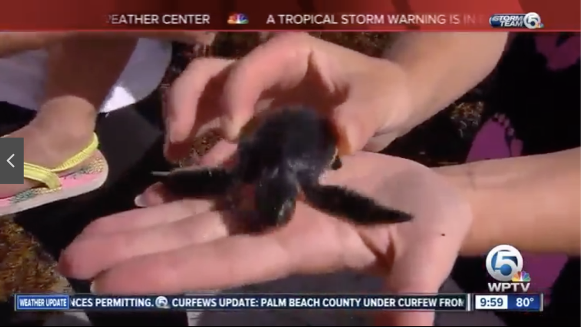 Hurricane Irma struck towards the end of nesting season for sea turtles, and after the storm passed some in coastal communities took to the beach to help struggling turtles.