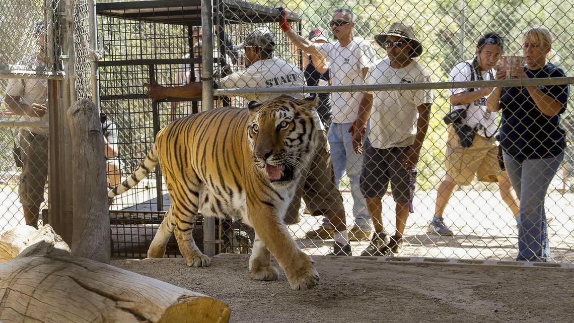 Wildlife Waystation staff members return “Tyson,” a tiger who was evacuated from the sanctuary in the Angeles National Forest in the Sylmar area of Los Angeles, on Wednesday, July 27, 2016. About a dozen lions, tigers and cougars returned Wednesday to the sanctuary north of Los Angeles, four days after they were evacuated in the teeth of an advancing wildfire.