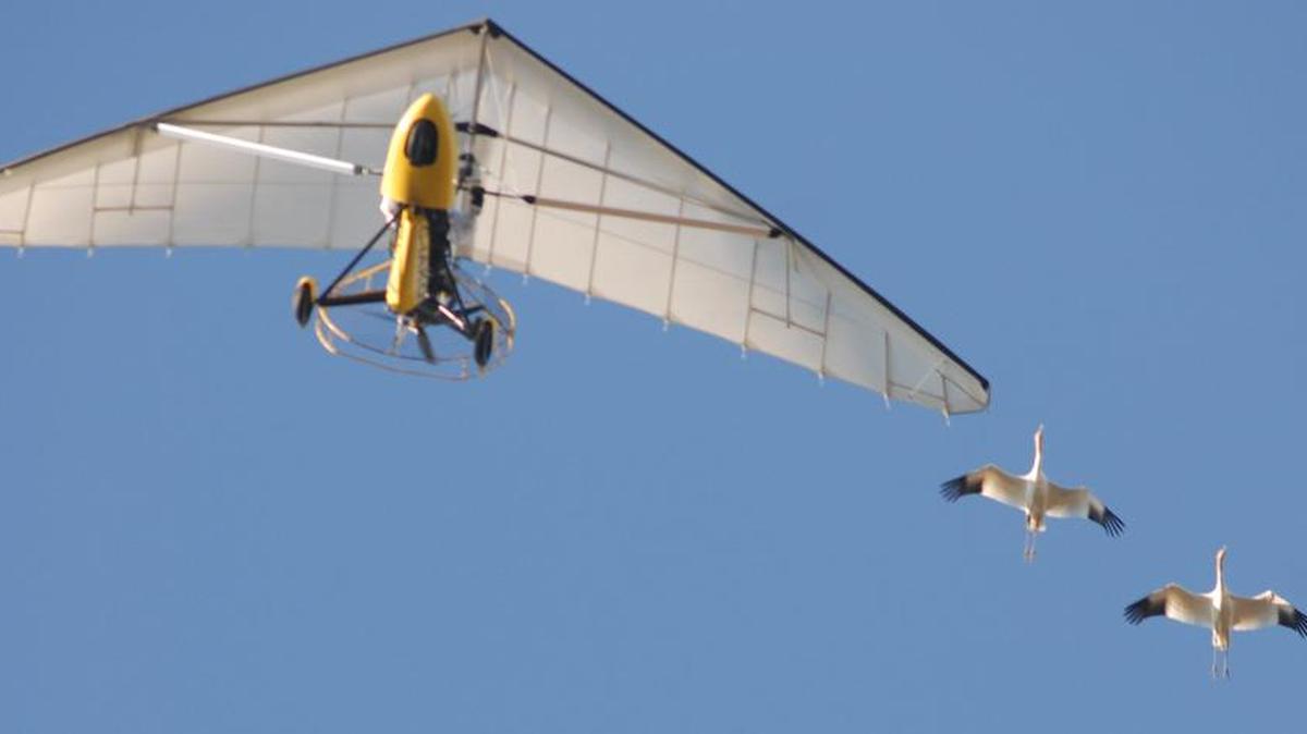 Whooping cranes fly with an ultralight aircraft over the Hiwassee Wildlife Refuge near Birchwood, Tenn., in 2006. The U.S. Fish and Wildlife Service said it will stop supporting the use of ultralight aircraft to help young whooping cranes migrate from Wisconsin to Florida each fall.