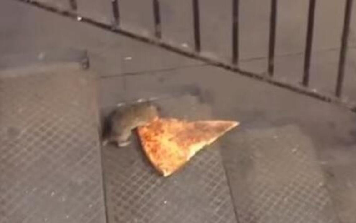 How a rat carrying a piece of pizza went viral (video)