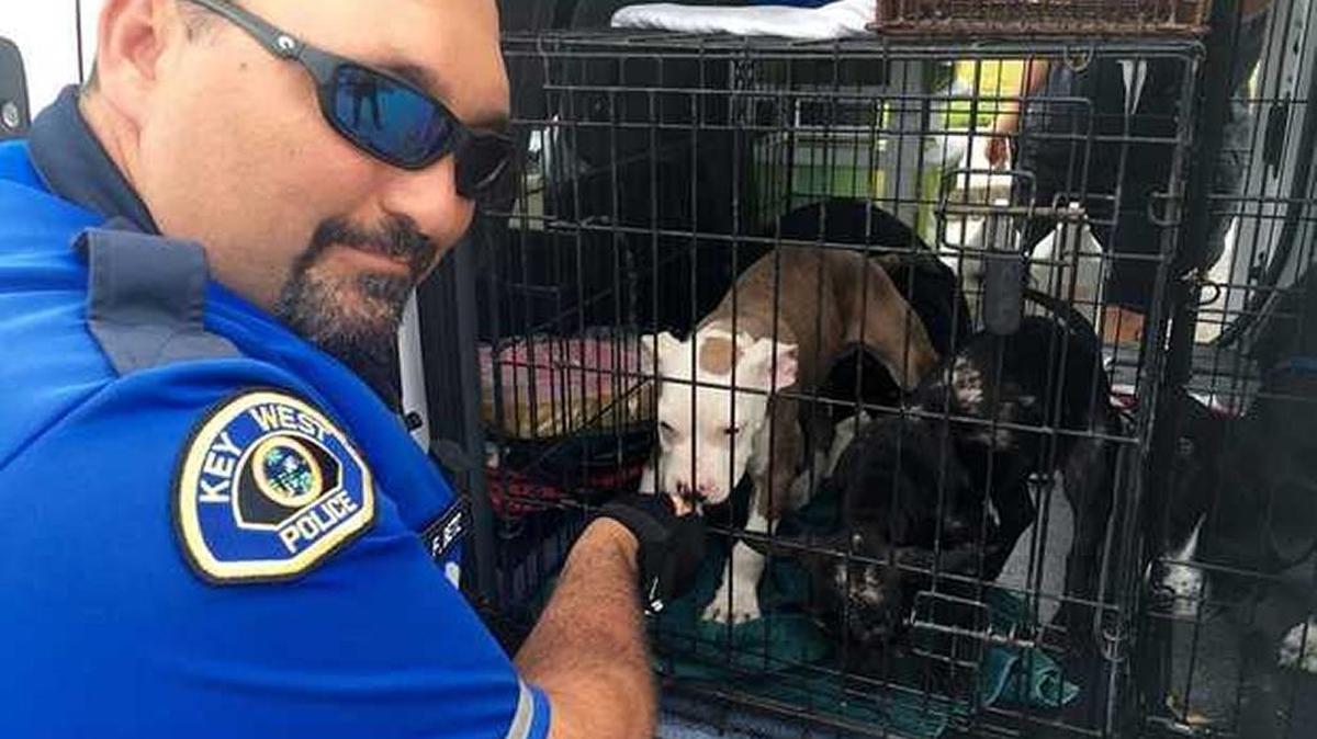 Key West police officer Frank Betz helps rescue four pit bull puppies found locked inside a hot car . The puppies were due for vet appointments while the local animal shelter investigates the case.