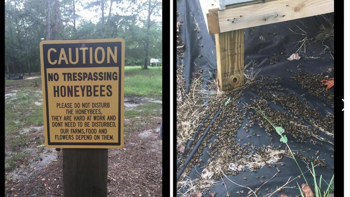 Photos on Facebook show the effect of the spraying on one South Carolina bee farm.