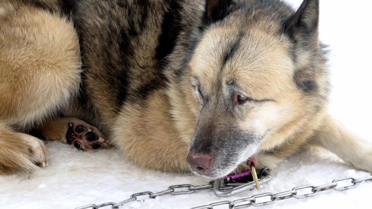 A Texas lawmaker is proposing a bill that would make leaving a dog chained outside unlawful.