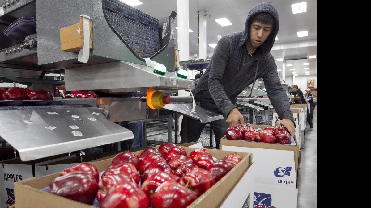 
Alfonso Martin helps pack apples for export at Valicoff Fruit in Wapato, Wash., on Oct. 13. 
