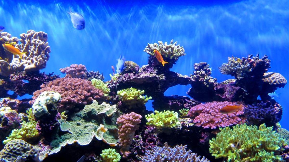 The world’s coral reefs are endangered by global warming.