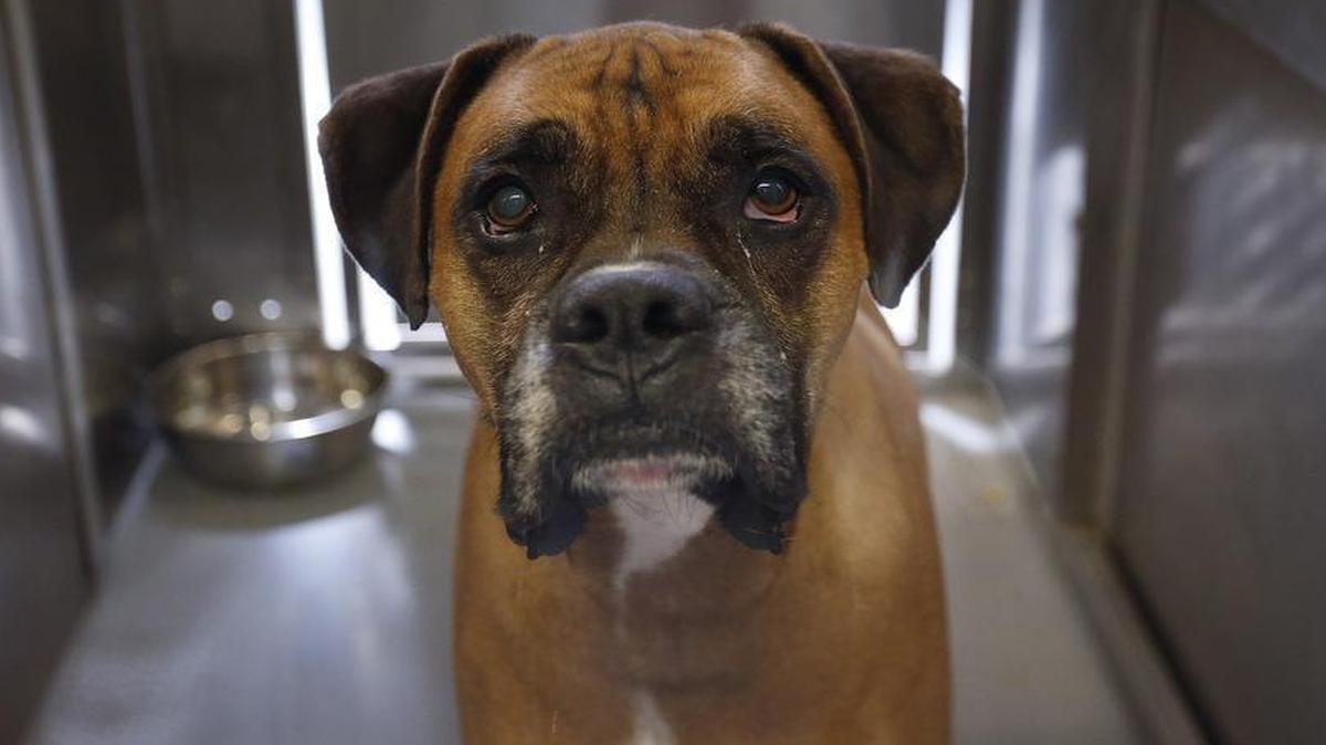 A Texas lawmaker proposes letting healthy cats and dogs used for research be adopted, not euthanized, after they retire. This photo is of Petey, a male purebred Boxer not used for research, who was up for adoption last year.