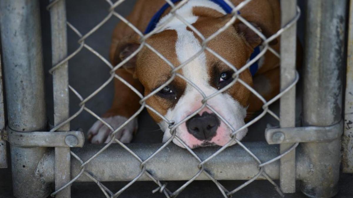 Being labeled a pit bull can doom a shelter dog's chances of adoption, a study by Arizona State University researchers found.