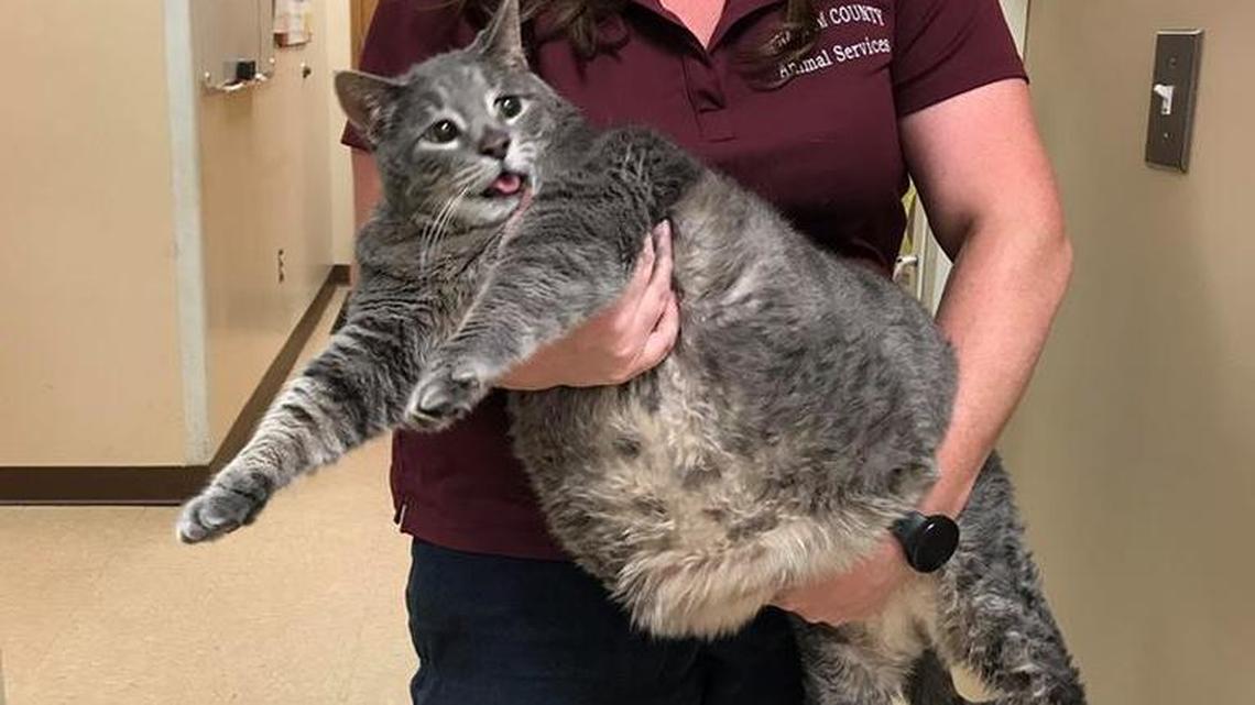 The Chatham County Animal Shelter is trying to find a home for a 31.4 pound gray tabby cat. Staff member Ashley Gariepy holds the rotund kitty to show off his size.