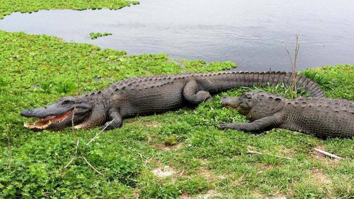 More than a million alligators are believed to inhabit Florida’s 67 counties. Between 2006 and 2014, more than 73,000 were trapped statewide.