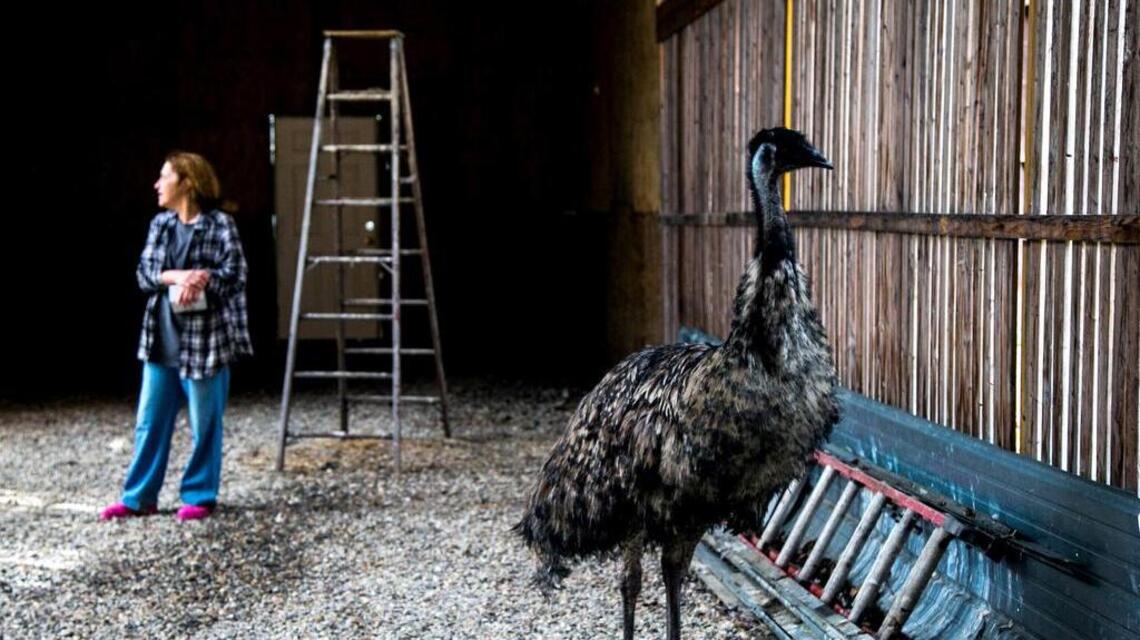 Loose emu recognizes owner, returns home in back of a Prius
