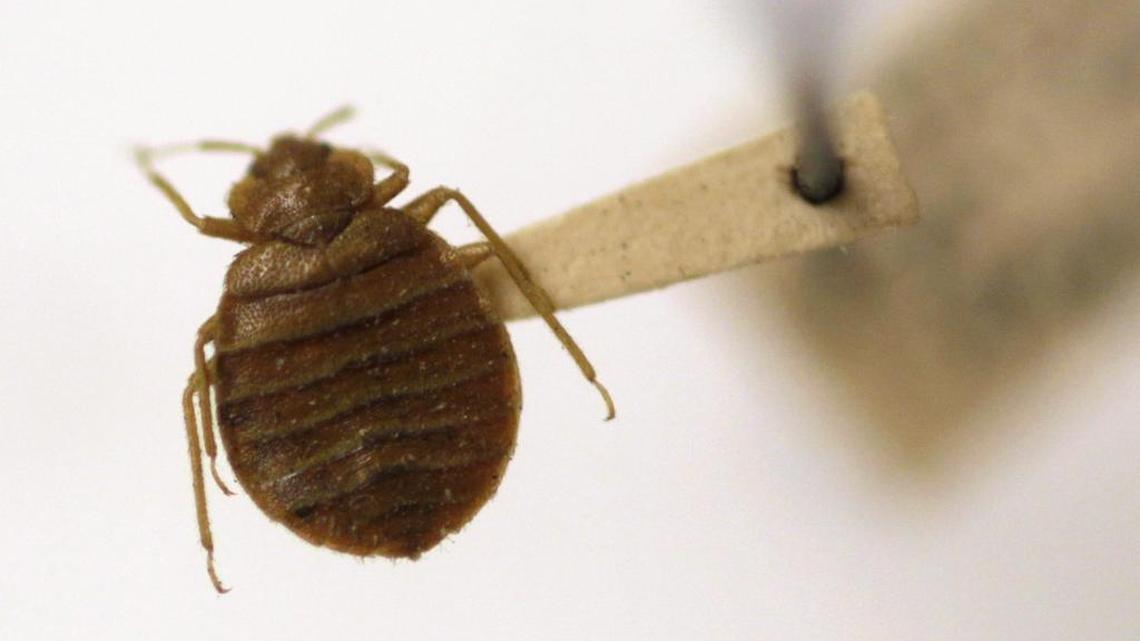 Bedbugs were found for the fourth time in three weeks at the Moss Justice Center in York County.
