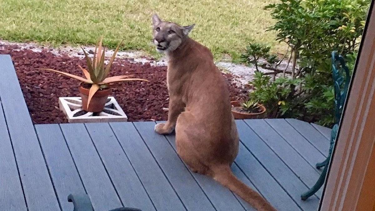 A Florida panther sits on a porch at the Hendra home in east Fort Myers
