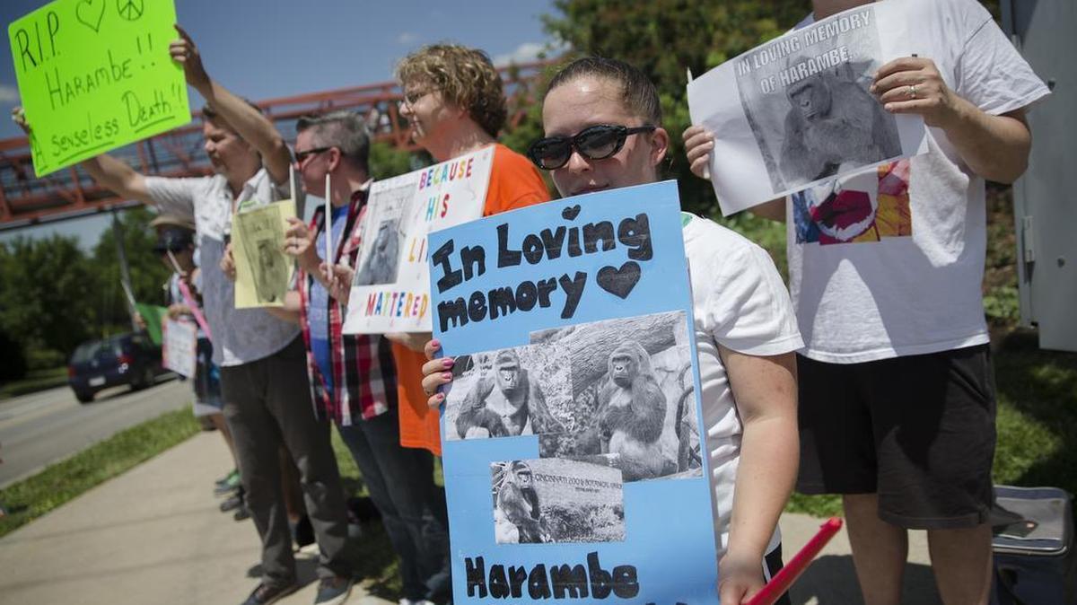Kate Villanueva of Erlanger, Kentucky, center right, holds a sign depicting the gorilla Harambe during a vigil outside the Cincinnati Zoo & Botanical Garden, Monday, May 30, 2016, in Cincinnati. Harambe was killed Saturday at the Cincinnati Zoo after a 4-year-old boy slipped into an exhibit and a special zoo response team concluded his life was in danger.