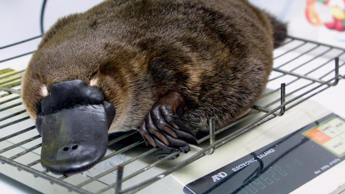 A four months old female Platypus ‘puggle’ is weighed at Taronga Zoo in Sydney, Australia.