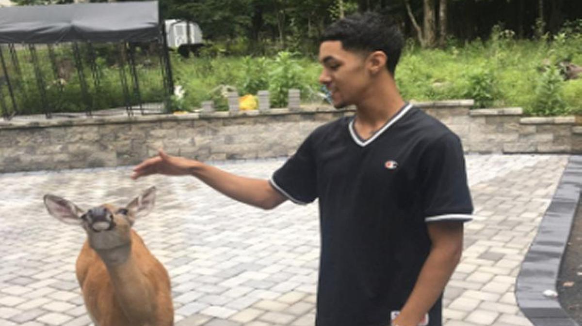 Kelvin Pena has become known on the internet as the “Deer Whisperer.” Videos that he’s posted to Twitter of the deer visiting his yard have been viewed by thousands.