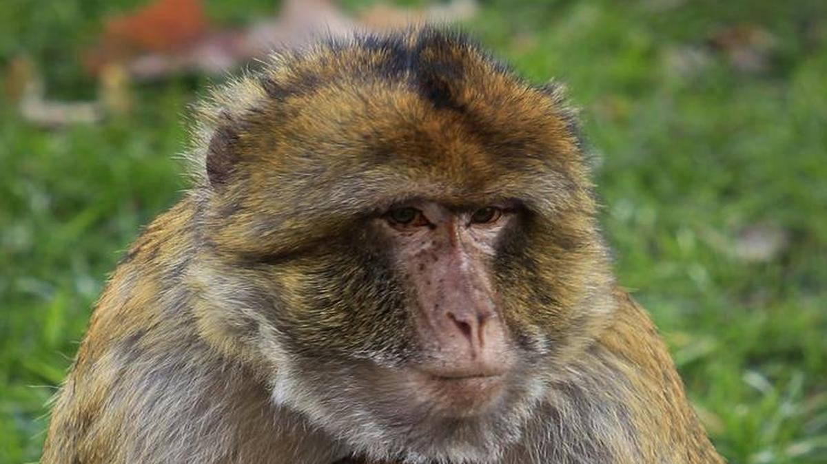 A baby macaque rests in mother's lap at the Tbilisi Zoo in Tbilisi, Georgia. A new study says monkeys have all the physical equipment to talk, but their brains just aren’t wired for it.