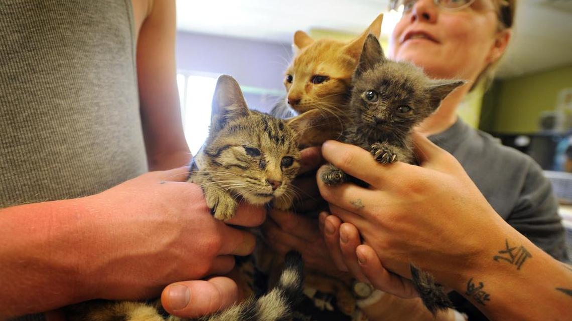 Vicki Brown, Fond du Lac Humane Society cat kennel manager, and volunteers at the Fond du Lac Humane Society hold three cats together to calm them while immunizing and caring for them after they were confiscated from a home on East Follett Street in Fond du Lac, Wis.