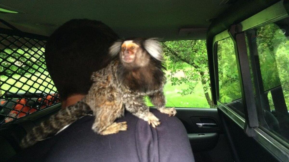 In this photo provided by the Burien Police Department, police officers detain a man with his monkey after he crashed into someone’s yard in Burien, Wash., Wednesday, May 4, 2016.