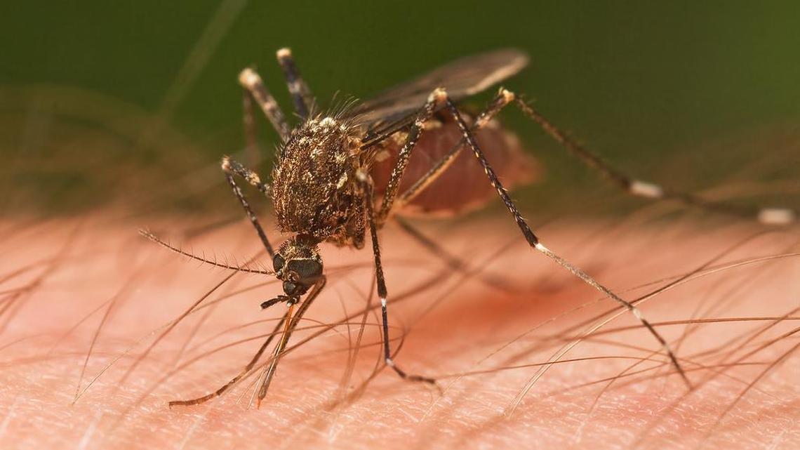 West Nile detected in KY mosquitoes. Here’s where and what to do to protect yourself