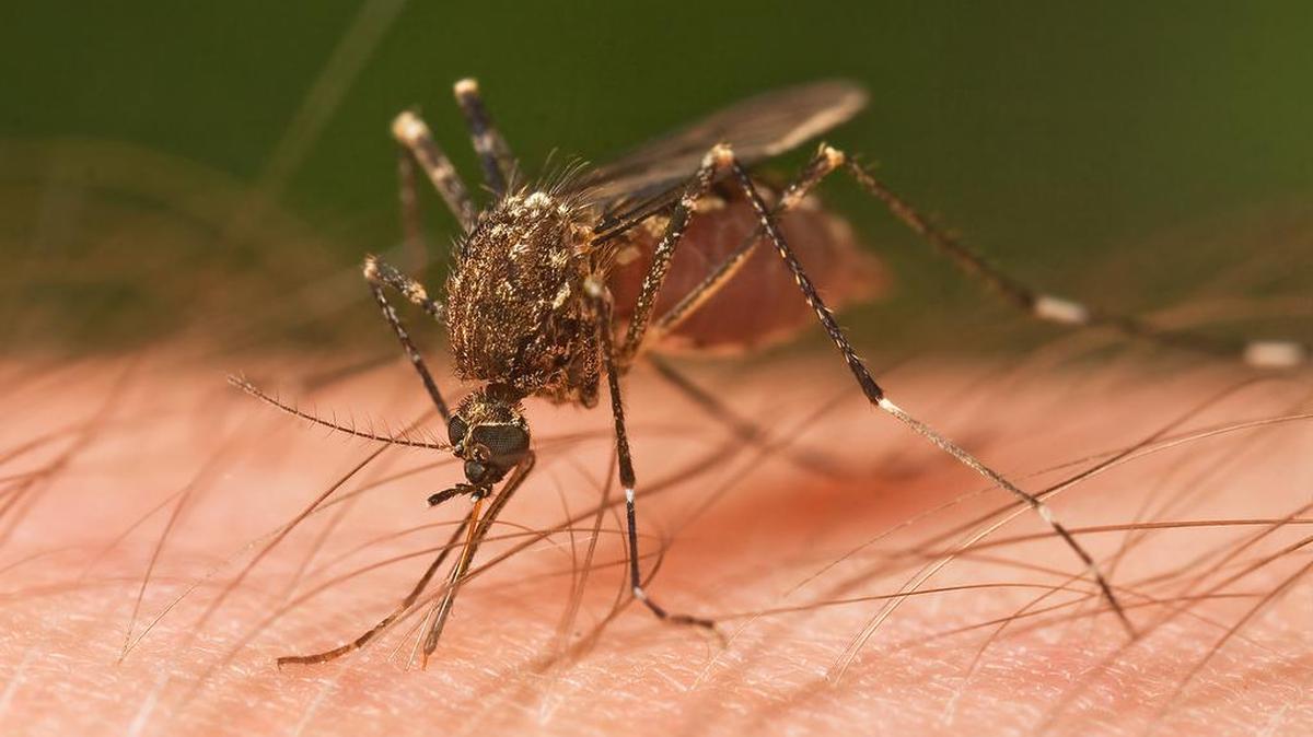 Mosquitoes can remember the scent of humans who swatted them away and learn to avoid them, study finds.