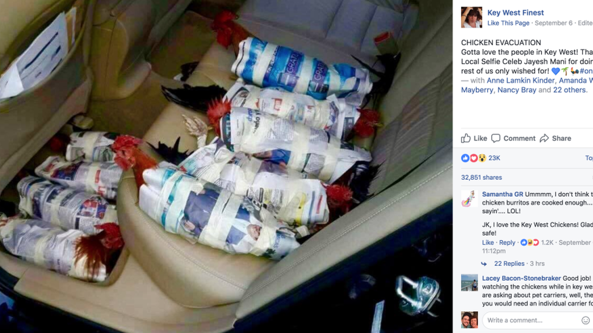 The ‘gypsy chickens’ are wrapped up and ready for Hurricane Irma.