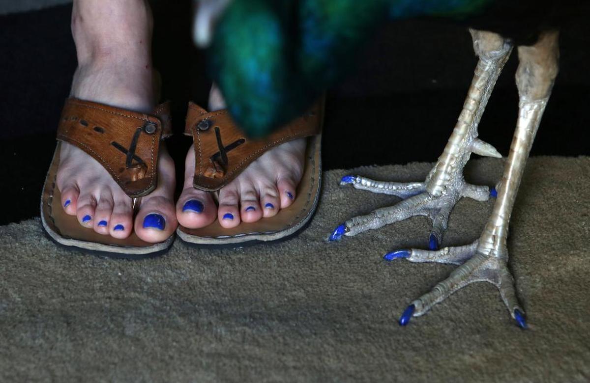 Ventiko and her peacock, Dexter, sport matching toenail polish.