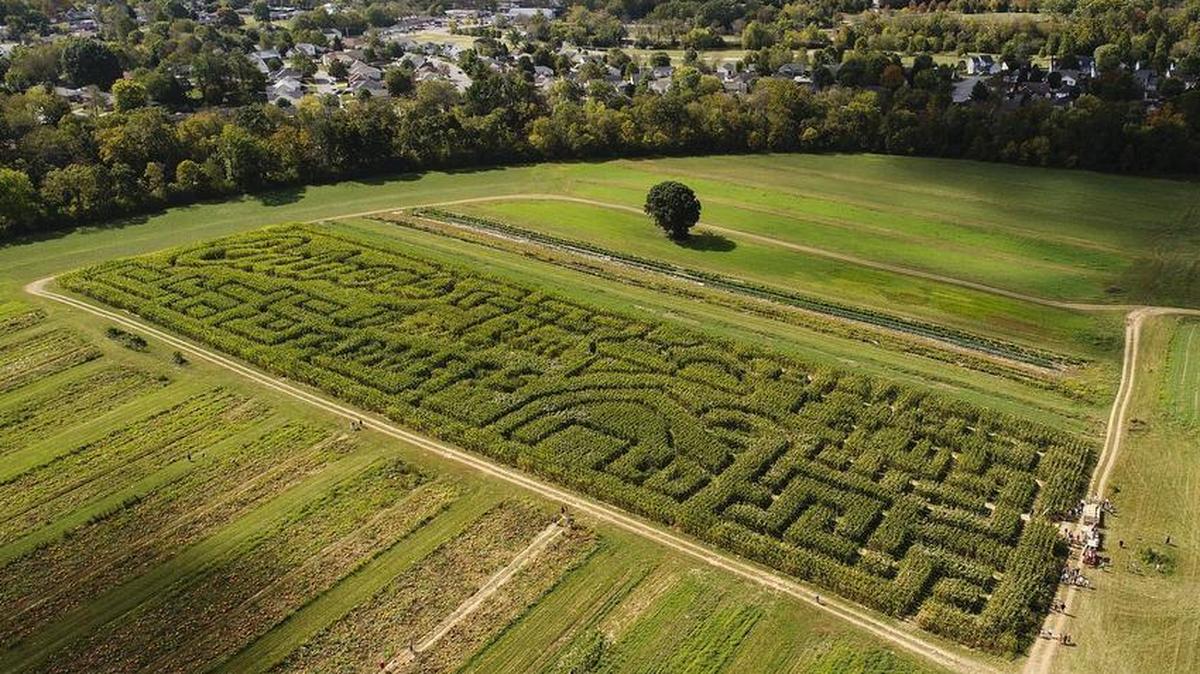 The 5-acre corn maze at Bi-Water Farm and Greenhouse in Georgetown, Ky., Saturday, Oct. 7, 2017. A three-year old boy was left at a similar corn maze in Utah. The boy was reported missing the following morning.