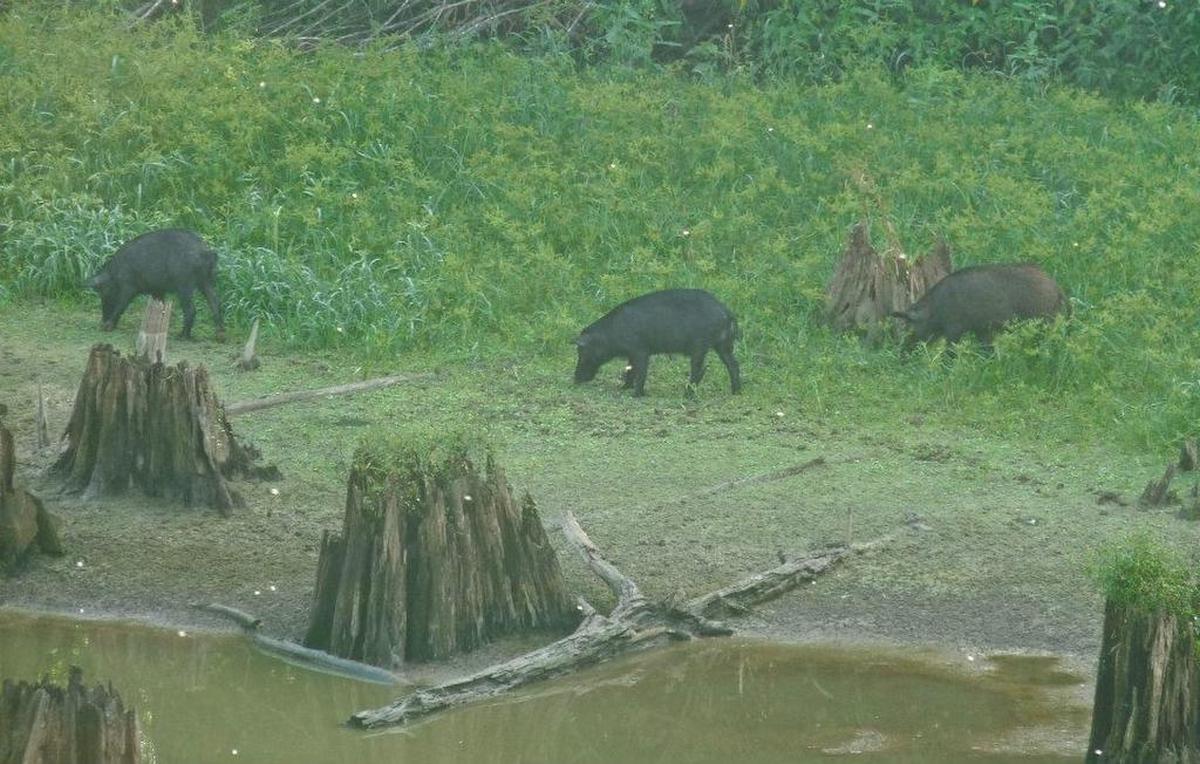 Wild pigs root at Congaree National Park